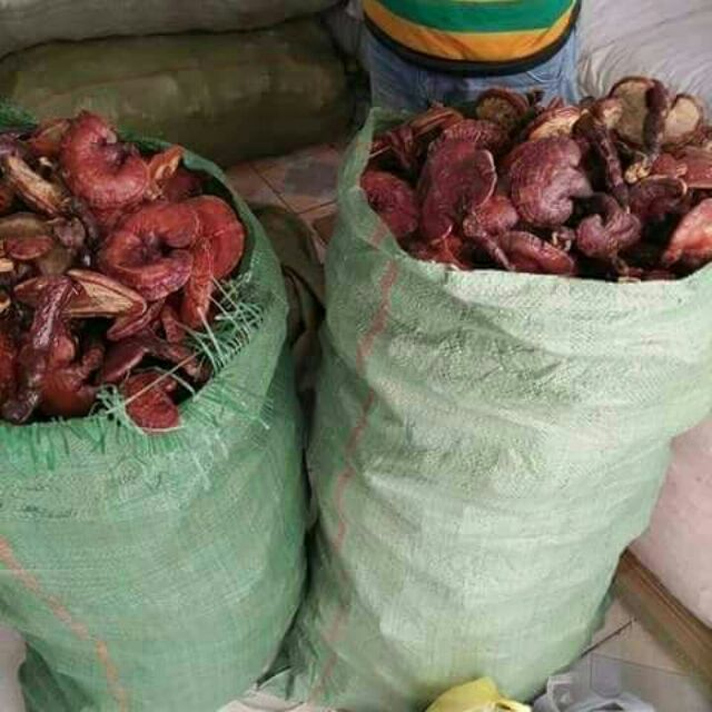 Sỉ giá gốc nấm linh chi đỏ 500g - 1kg