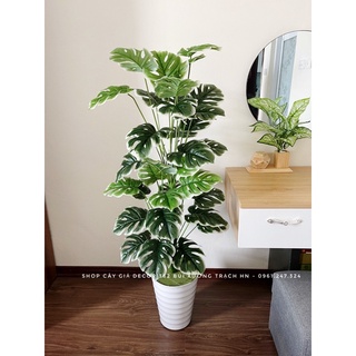 trầu bà lá xẻ viền trắng - mẫu mới cực HOTTT cao 1m2