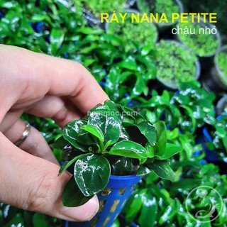 Cây Ráy Nana Petite - Cây Ráy Petite Thuỷ Sinh Đẹp, Dễ Chăm Nhất