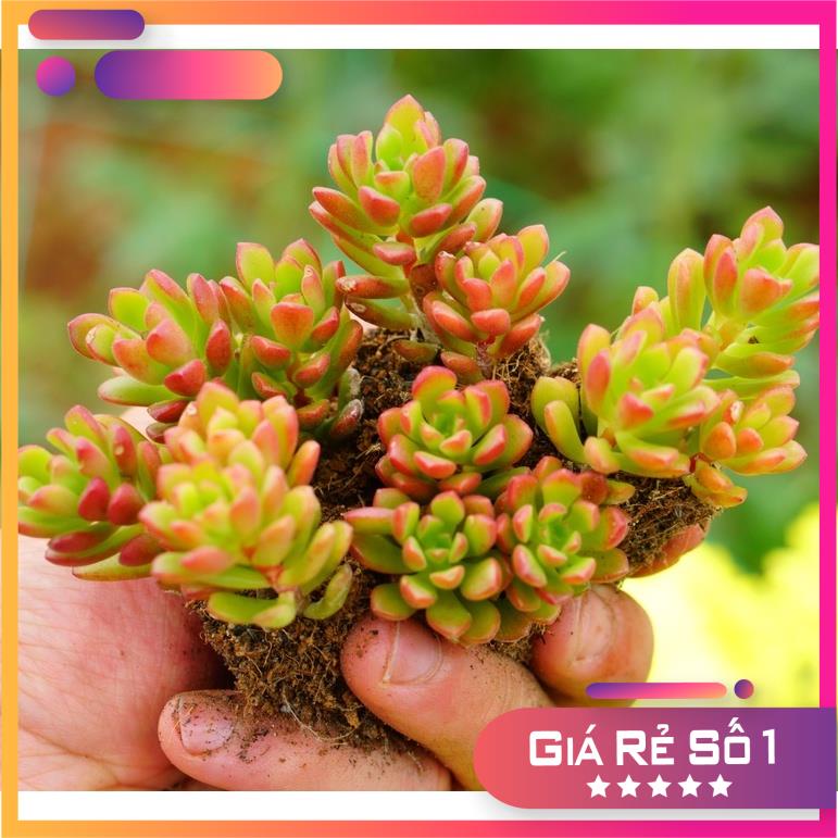 Sen Đá Sedum Kẹo mini  3cm, Khỏe, Dễ trồng, Hàng Đà Lạt, Lỗi 1 đổi 1