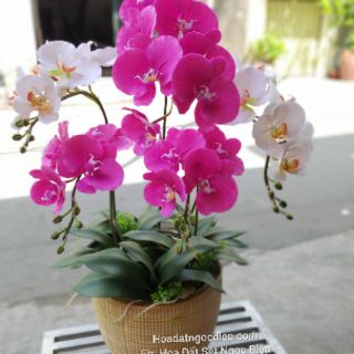KHUÔN LAN HỒ ĐIỆP ĐẠI