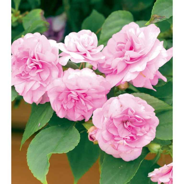 Hạt  giống hoa ngọc thảo kép mix 5 hạt/gói