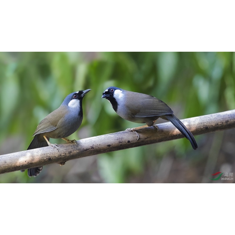 Cám Chòe Mi Khướu BIRDFOODS