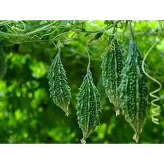 10 hạt giống khổ qua ( mướp đắng rừng)