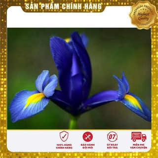 Hạt giống hoa diên vĩ xanh - 10 hạt