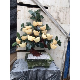 cây thỏi vàng ngọc hoàng long