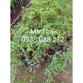 CÂY GIỐNG ME THÁI