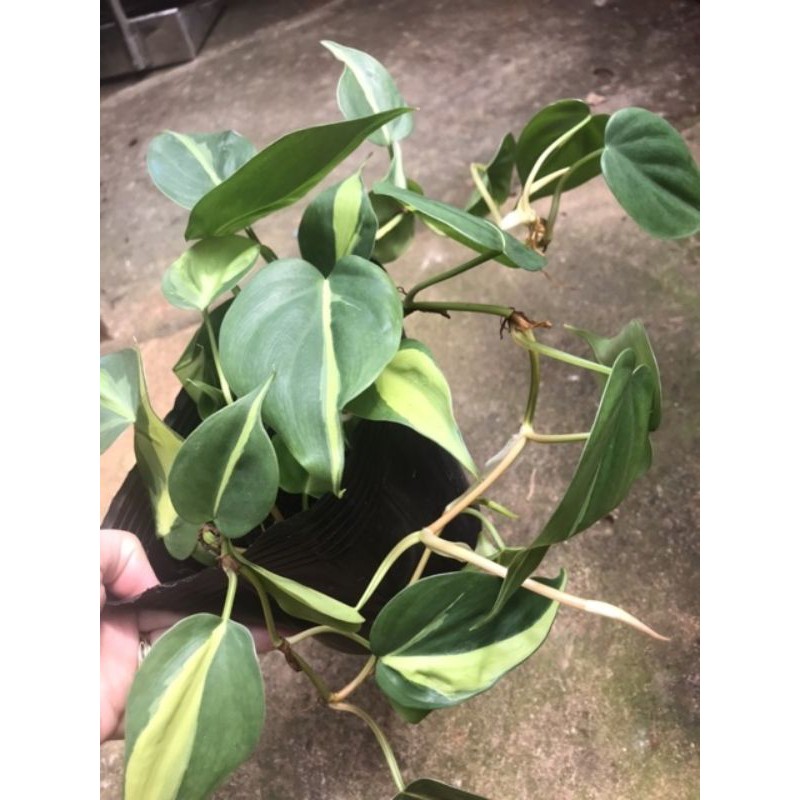 Chậu cứng Trầu bà Brazil Philodendron scandens Brazil