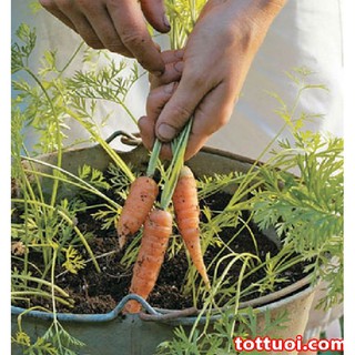 Hạt giống Cà rốt mini ( cà rốt tí hon ) - 1 Gói 100 hạt - STHG2