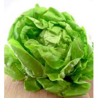 HẠT GIỐNG XÀ LÁCH BÚP