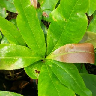 Mai dảo mai con thủ đức bông đẹp