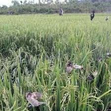 Lưới Bẫy Chim Tàng Hình  Thái Lan 30m mắt 4 li - lưới bẫy chim siêu dính