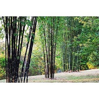 Hạt giống tre tím cảnh
