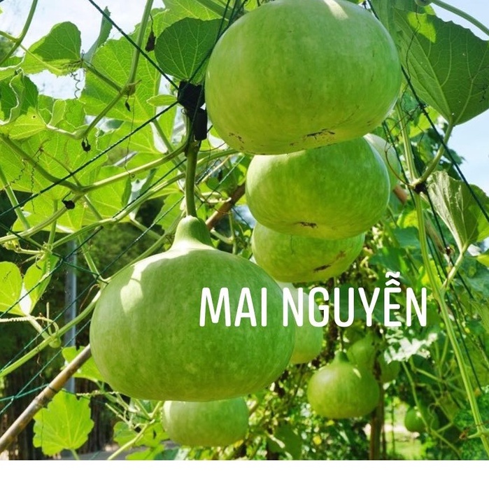 HẠT GIỐNG BẦU PHÚC BUCI F1