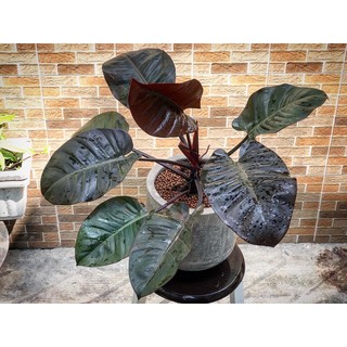 Trầu bà đế vương đen Black cardinal kèm chậu xi măng đá mài
