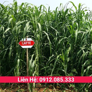 Cỏ sudan lai là giống cỏ chăn nuôi thuộc họ cỏ cao lương cao tới 2m nhiều chất dinh dưỡng thân cỏ không có lông gói 100g