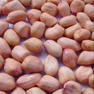 Hạt giống lạc đỏ tốt
