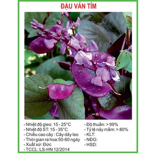 Hạt Giống Đậu ván tím 10 Hạt/ Gói