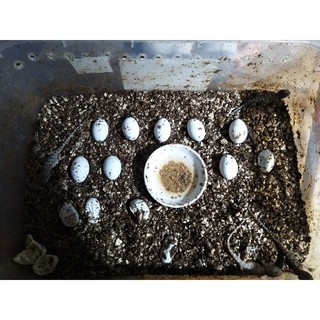 Đất ấp chuyên dụng cho Bò sát