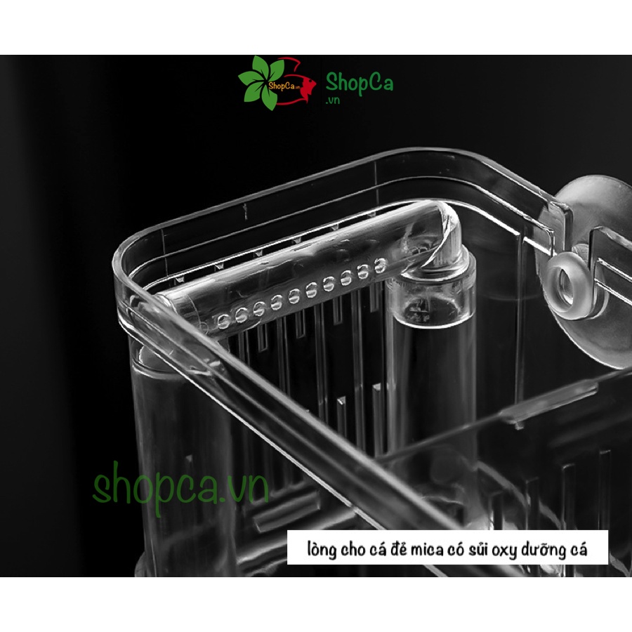 Lồng đẻ cho cá, tép bằng mika, box tách cá đẻ, có vòi sủi oxy dưỡng cá kích thước 10.2*8.2*13.3CM