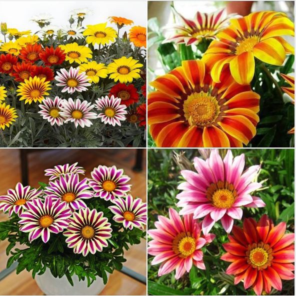 Hạt giống cúc huân chương( tặng kèm phân bón và kích mầm)