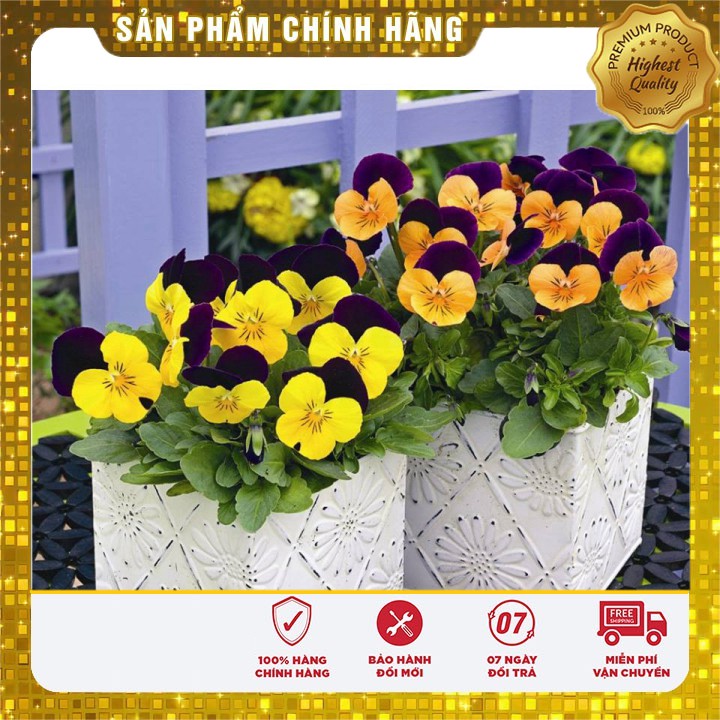 Hạt giống hoa Viola pansy mix nhiều màu