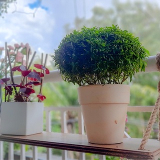 Cây Đinh lăng thái lá nhuyễn