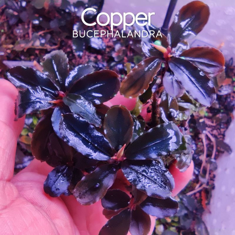 Bucep Copper | Cây thủy sinh siêu đẹp | Hàng ngọn | lá cạn