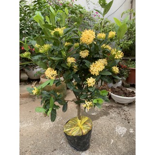 Cây Hoa Mẫu Đơn Ta Màu Vàng Gốc Khỏe, Cây Bụi, Cao 70-100cm, Hoa Nở Quanh Năm, Làm Cây Kiểng Trang Trí Sân Vườn...