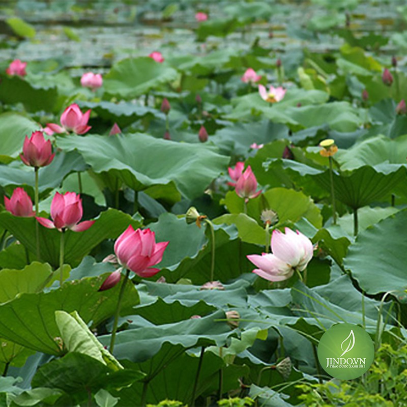 Hạt sen khô (gói 1kg) - TDX108