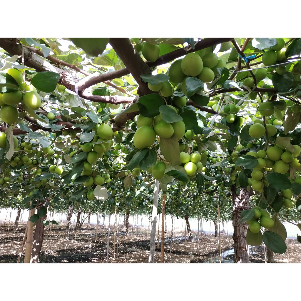 Táo Sấy - Đặc sản Phan Rang Ninh Thuận (500 gram) | BigBuy360 - bigbuy360.vn