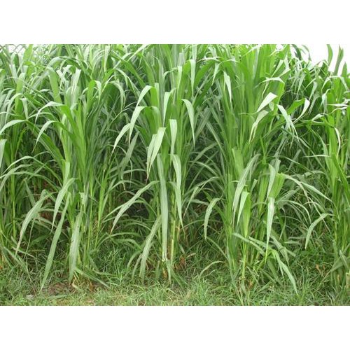 Hạt giống cỏ VOI 500g - Cỏ lá mềm không lông, có thể thu hoạch nhiều lần