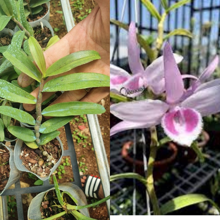 [Giá hủy diệt] phi điệp hồng gia lai gieo hạt hàng 10-15 cm khỏe đẹp