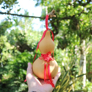 Bầu hồ lô tự nhiên vật phẩm phong thủy thu hút cát khí, tài lộc, biểu tượng sức khoẻ và trường thọ (Cao 15-19cm)
