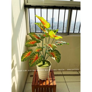 CÂY GIẢ - CÂY MÔN SỌC ĐỎ 75CM