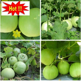 Hạt giống Dưa Lê Siêu Ngọt 10 hạt