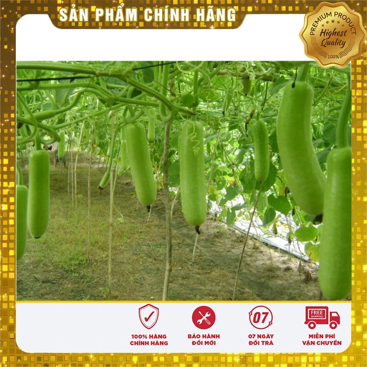 Hạt giống Bầu Sao F1năng suất cao (2 gram)