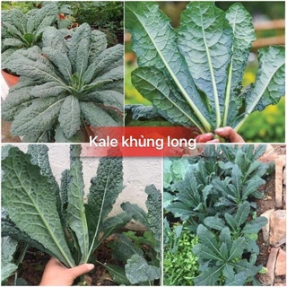 Hạt giống cải Kale Khủng Long