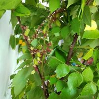 Cây 🌲 Khế ngọt.... thái ...1m5 đang trái