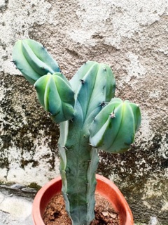 XƯƠNG RỒNG BLUE CANDLE