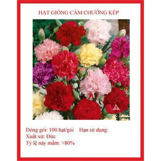 Hạt giống hoa cẩm chướng kép 100 hạt