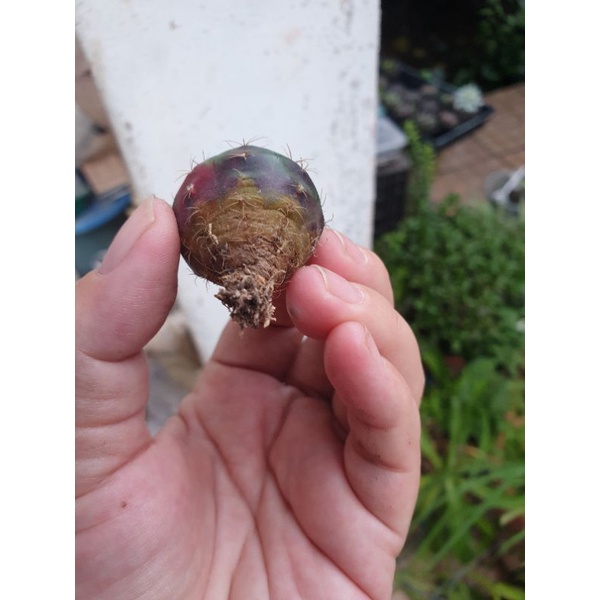 Xương rồng Damsi lem size 3cm