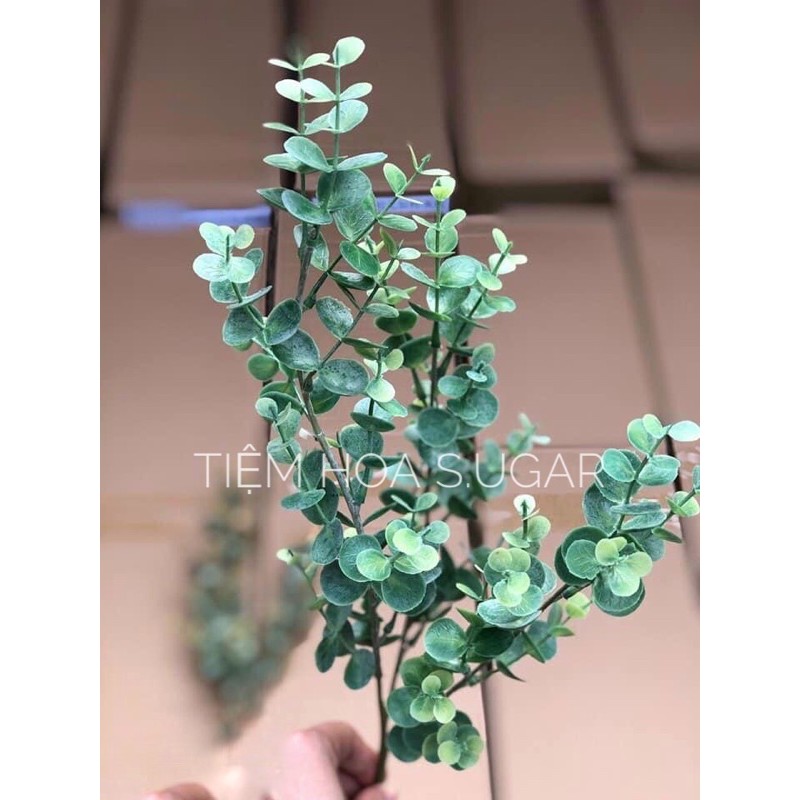 Lá táo điểm cao cấp