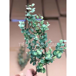 Lá táo điểm cao cấp