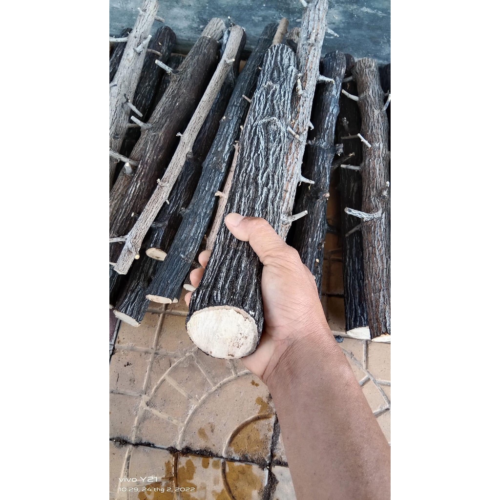 LŨA THẠCH SÙNG CÓ VÕ - CHUYÊN SET UP LAYOUT RỪNG BỂ THỦY SINH 1KG - LŨA THẴNG ĐẸP