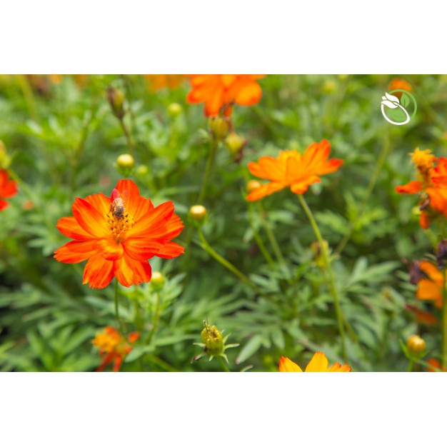 Hạt Giống Hoa Sao Nhái Kép Đỏ 520 Phú Nông - Gói 15 Hạt