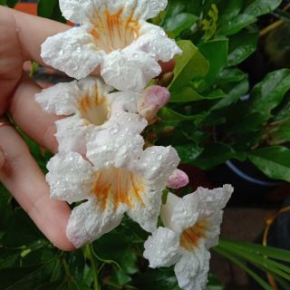 Cây giống Nguyệt quế thái lan