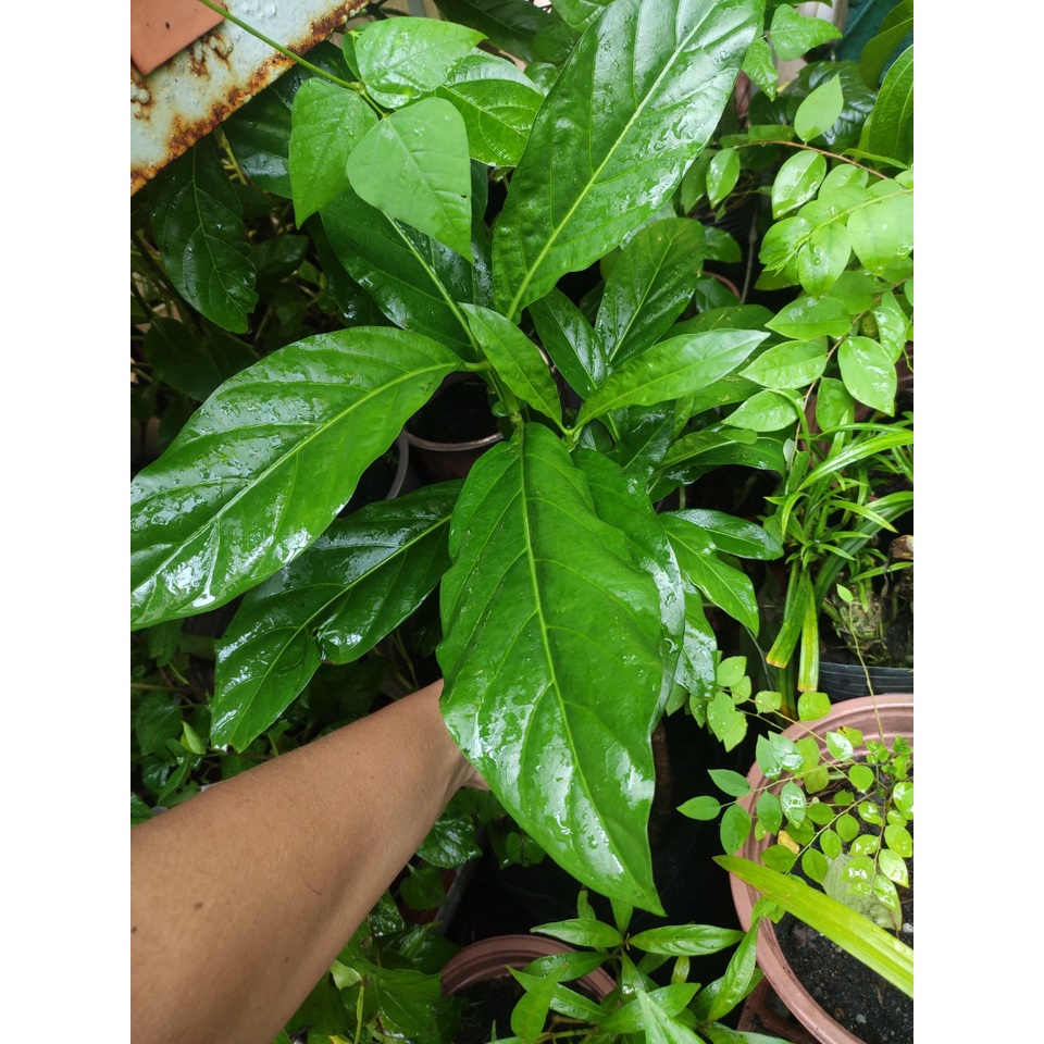 cây nhàu giống - trái nhàu - có tên khoa học là Morinda citrifolia