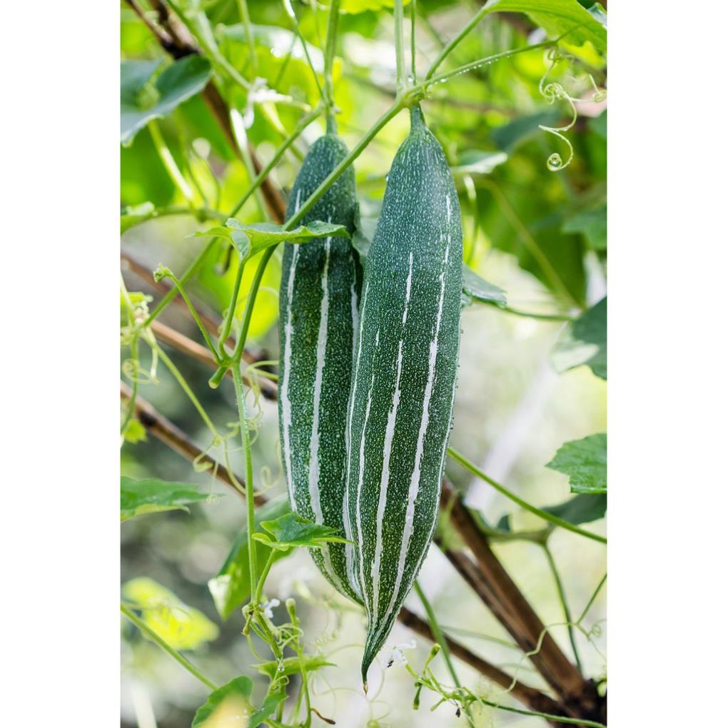 Hạt Giống Khổ Qua Tây Xanh Lặc Lày Xanh - Gói 10 Gram