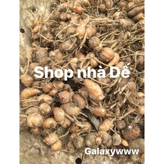 1kg địa liền rừng tươi hay (Tam nại, sơn nại, thiền liền hoặc sa khương) tốt cho khớp